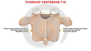 Thoracic vertebrae or thoracic spine bone T10