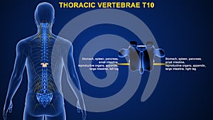 Thoracic vertebrae or thoracic spine bone T10