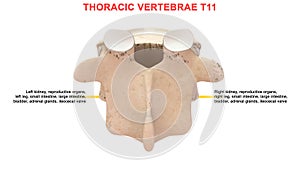 Thoracic vertebrae or thoracic spine bone T11