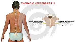 Thoracic vertebrae or thoracic spine bone T11