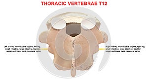 Thoracic vertebrae or thoracic spine bone T12