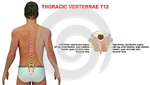 Thoracic vertebrae or thoracic spine bone T12