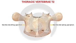 Thoracic vertebrae or thoracic spine bone T2