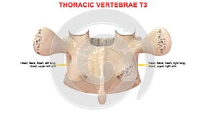 Thoracic vertebrae or thoracic spine bone T3