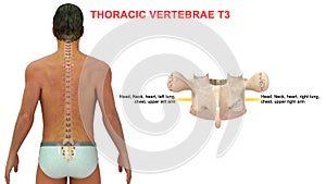 Thoracic vertebrae or thoracic spine bone T3