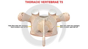 Thoracic vertebrae or thoracic spine bone T5