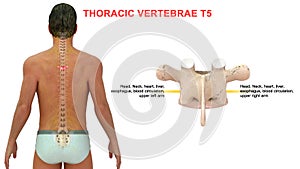 Thoracic vertebrae or thoracic spine bone T5