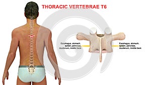 Thoracic vertebrae or thoracic spine bone T6