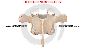 Thoracic vertebrae or thoracic spine bone T7