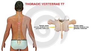 Thoracic vertebrae or thoracic spine bone T7