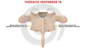 Thoracic vertebrae or thoracic spine bone T8