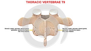 Thoracic vertebrae or thoracic spine bone T9