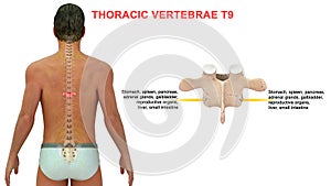 Thoracic vertebrae or thoracic spine bone T9