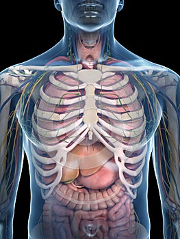 The thorax anatomy