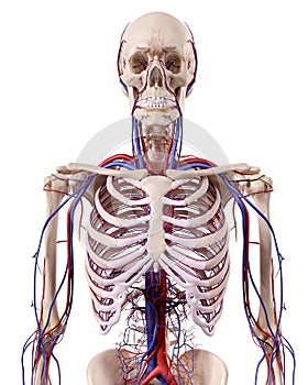 The thorax blood vessels