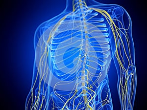 The thorax nerves