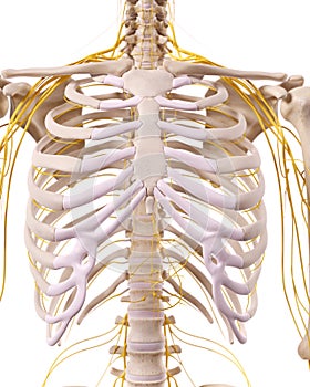 The thorax nerves