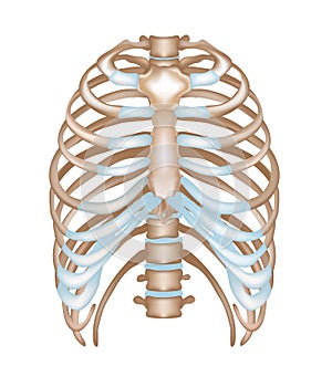 Thorax- ribs, sternum, vertebra photo