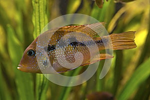 Thorichthys aureus , Cichlasoma ellioti Blue flash.