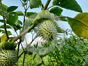 Thorn apple or Datura stramonium or Jimsonweed