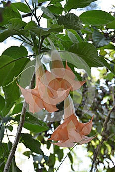 Thorn apple flowers closeup