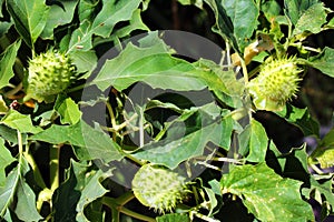 Thorn apple, jimsonweed or Datura stramonium seed capsules