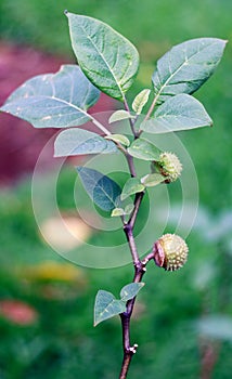 Thorn apple plant