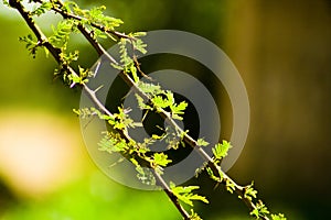 Thorn Branches