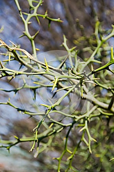 Thorn bush