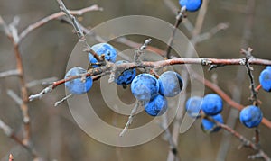 Thorn bush branch with nice ripe blue berries