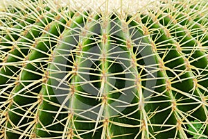 Thorn Cactus Background