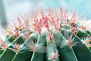 Thorn cactus closeup. Green Succulent plant texture about window. Natural background with exotic flower