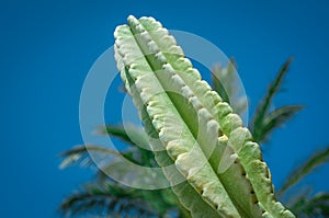 Thorn of cactus leaf texture, close up