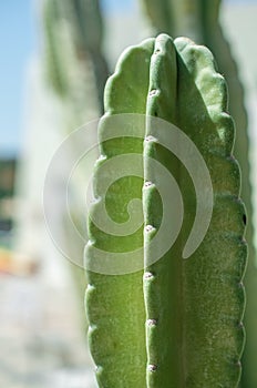 Thorn of cactus leaf texture, close up