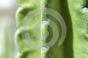 Thorn of cactus leaf texture, close up
