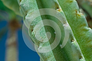 Thorn of cactus leaf texture, close up