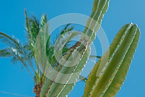 Thorn of cactus leaf texture, close up