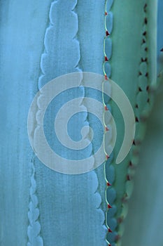 Thorn of cactus leaf texture