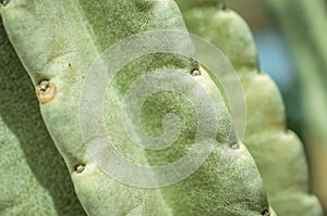 Thorn of cactus leaf texture, close up