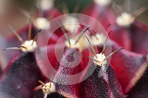 thorn cactus for texture background