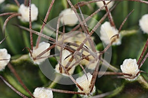 thorn cactus for texture background