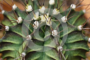 thorn cactus for texture background