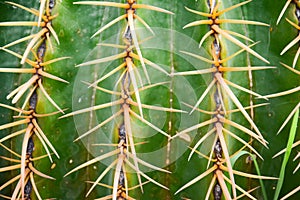 Thorn of Golden barrel cactus or Echinocactus grusonii Hildm, this is the desert tree which were many thorns , its body look like