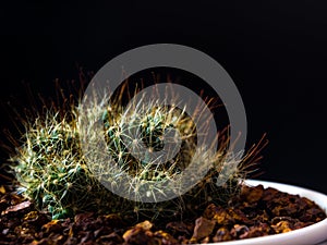 Thorn hook Mammillaria surculosa cactus in black background