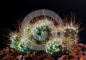 Thorn hook Mammillaria surculosa cactus in black background