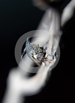 Thorn Mimic Tree hopper