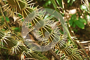 Thorn palm tree (Zalacca tree)