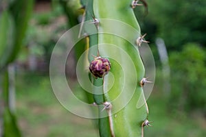 Thorn or Prickle of dragon fruit tree