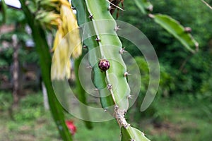 Thorn or Prickle of dragon fruit tree