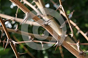 Thorn Prickles Black locust